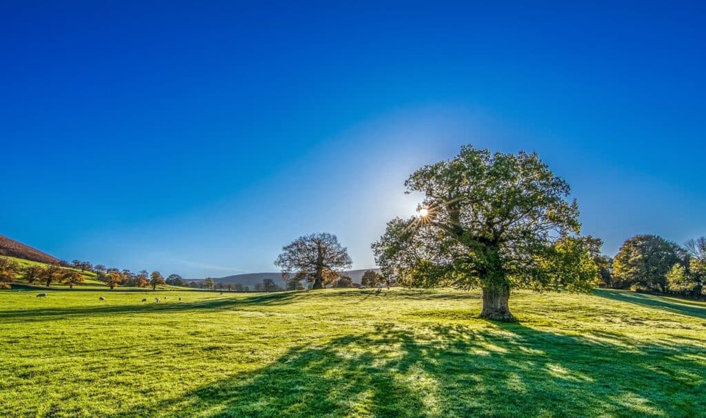 tree, sun, sunshine, summer, meadow, grassland, landscape, morning, grass, blue sky, clear sky, countryside, sunrise, yorkshire, blue sun, blue landscape, blue tree, blue sunrise, blue grass, blue summer, nature, blue sunshine, blue morning, tree, tree, tree, tree, tree, sun, sun, sunshine, sunshine, sunshine, summer, summer, summer, summer, morning, morning, morning, blue sky, blue sky, sunrise, sunrise, sunrise