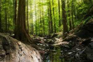 Serene forest scene with tall trees and a peaceful stream flowing through rocks.